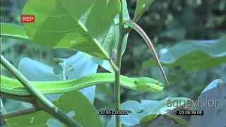 Green pitviper in tree hunting, looking for prey, CU of face