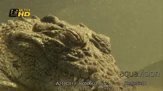 Adult Nile crocodile laying down, sleeping and resting, MCU, underwater.