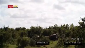 Cape Buffalo Herd Sitting in the Bushveld WS