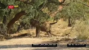 Desert elephant feeding off tree branches MS