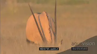Gemsbok grazing in grassland FF