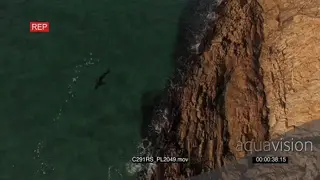 AERIAL Great white shark hunting patrolling along coastline GOOD LIGHT