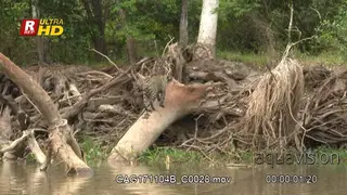 Jaguar walking towards the riverbank on a tree