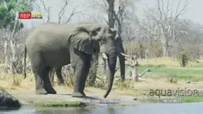 African Elephant Bull standing on the Riverbank drinking water