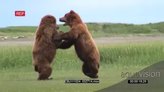[2] Male Brown Bears fighting and foraging together GENERAL BEHAVIOUR