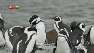 African penguin colony sitting next to ocean