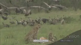 Cheetah mother scouting for danger as young cubs feed White-backed vultures looking.