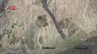 African Male Lion Stretching and Lion Cub jumping on its back,Lioness sitting down Cubs.