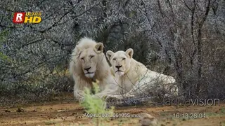 Male and female White Lion laying down, looking around and checking territory.