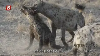 Two bloody Spotted Hyena fight, aggressive and doesn't want to let go of the ear.