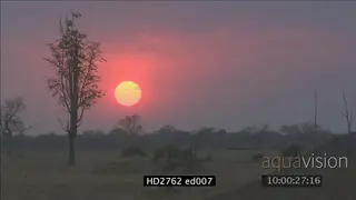 Botswana sunset with Elephants and Zebras walking in bushveld SCENIC WS
