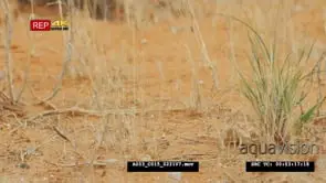 Wide shot of ground agama in grass