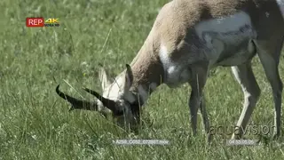 Pronghorn Antelope standing and grazing on prairie then laying down. MWS.