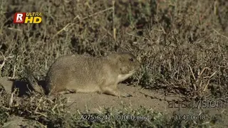Prairie Dogs laying, feeding on grass and looking around.
