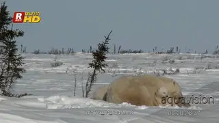 Adult female Polar bear laying down, resting and cubs playing around.