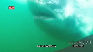 Great white shark patrolling hunting past camera UW MURKY
