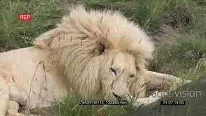 White lion male resting constantly opening eyes