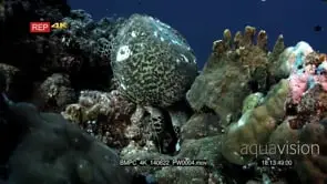 A Green Sea Turtle,Chelonia mydas eating off the coral reef.