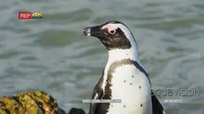 Close up shot of African penguin upper body facing camera