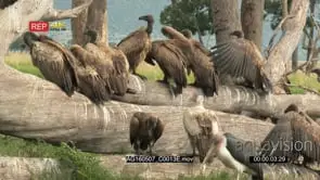 Diversity of vultures gathered on a fallen tree