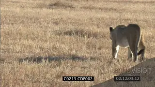 Lioness stalking MCU