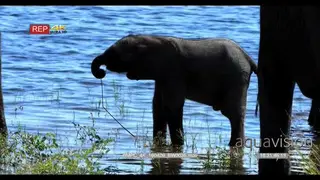 African Elephant calf drinking water at the Chobe river with the Adults around