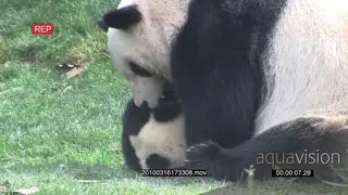 Giant Panda bear playing with her cub MS PROFILE