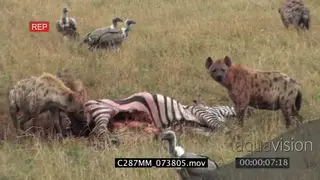 Spotted Hyena clan feeding on zebra carcass chasing away White-backed vultures scavenging