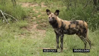 African Wild dog pack scouting around hunting patrolling area GREEN MLS PAN