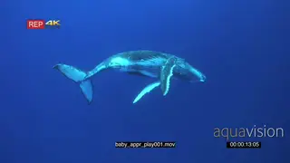Humpback whale swimming around GENERAL BEHAVIOUR