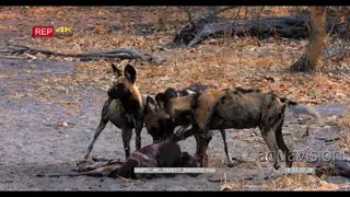 African Wild Dogs at a fresh Impala Kill, feeding and tearing at flesh