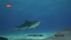 Tiger Shark swimming over camera UW CU