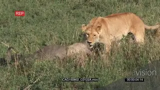 African Lioness pulling dead Blue Wildebeest on bushveld MLS HAND