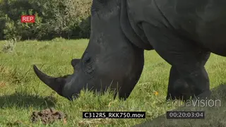 White rhino grazing SCENIC GREEN 4K