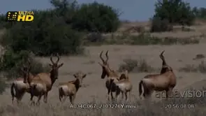 A wide shot of young and adult Red Hartebeest herd walking and grazing on grass.