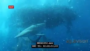 Divers filming Blacktip Sharks with Cape Gannets attacking Sardines swimming in a ball.
