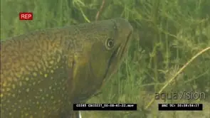Salmon in ocean estuary GOOD LIGHT