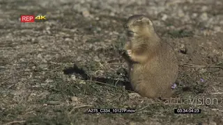 Prairie Dog sitting and eating on prairie MLS