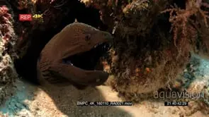Cleaner shrimps tickles the nose of a mouthing moray eel