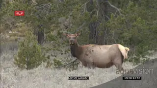 Female Elk deer standing , looking around and calling out WS