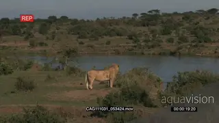 African Lion standing on bushveld looking around LWS PAN