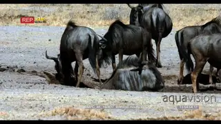 Blue wildebeest herd at water point two rolling in the mud