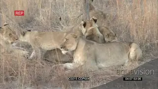 African Lion cubs running to sit and groom with the Pride of Lionesses