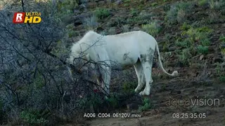 Male White lion side view, standing and feeding on a hunted carcass.