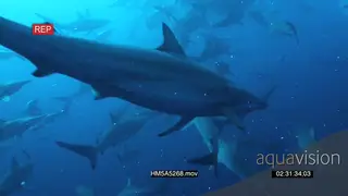 Large Blacktip Shark school feeding on Sardine bait ball UW WS HAND