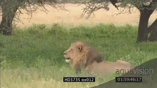 Male lion laying in green vegetation, yawns, walks away MS