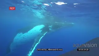 Humpback Whale and her calf swimming underwater in ocean MLS HAND UW