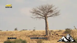 Giraffe standing on far right of shot in bushveld only showing head LS
