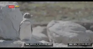 African Penguin standing on rocks,snoozing, sunbathing, shaking, stretching, ocean, coast.