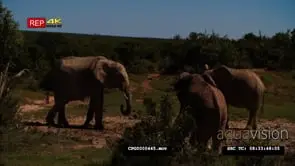 African Elephant Bulls [3] standing on the field